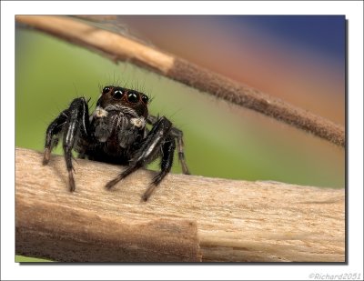 Rode Springspin - Phylaeus chrysops - Red Jumping Spider