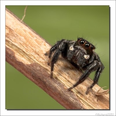 Rode Springspin - Phylaeus chrysops - Red Jumping Spider