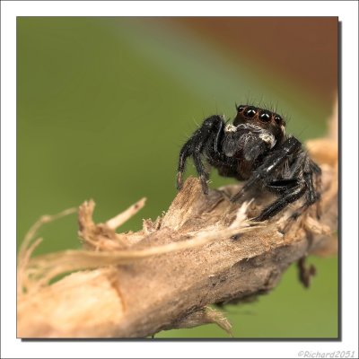 Rode Springspin - Phylaeus chrysops - Red Jumping Spider