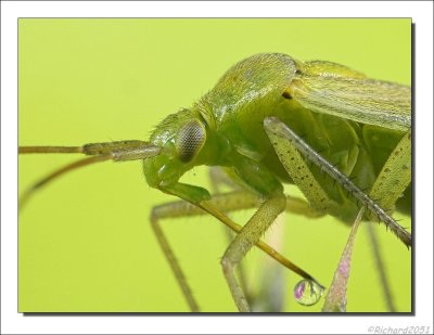 Amblytylus nasutus