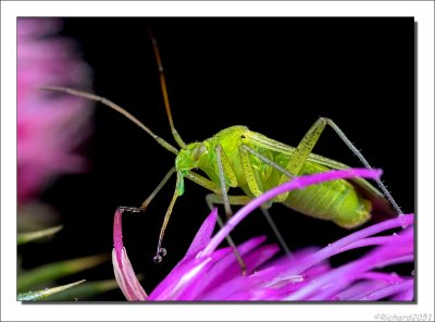 Amblytylus nasutus