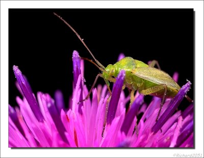 Amblytylus nasutus