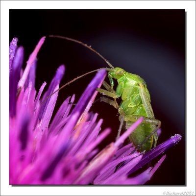 Amblytylus nasutus