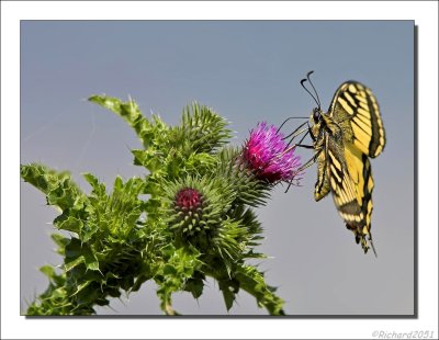 Koninginnepage - Papilio machaon - Swallowtail