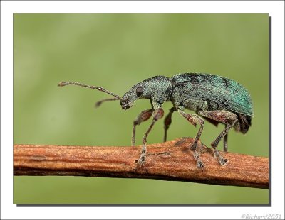 Snuitkever    -    Green Immigrant Leaf Weevil