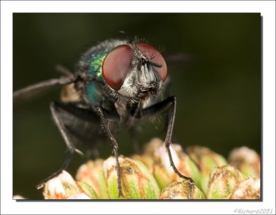 Groene vleesvlieg - Lucilia caesar - Green-Bottle Fly