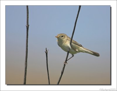 Vale Spotvogel - Hippolais pallida - Olivaceous Warbler