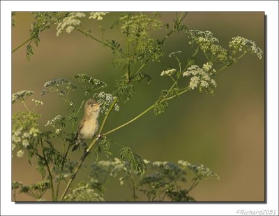 Vale Spotvogel - Hippolais pallida - Olivaceous Warbler