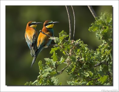 Bijeneter - Merops apiaster - Bee-eater