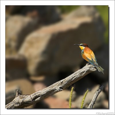 Bijeneter - Merops apiaster - Bee-eater