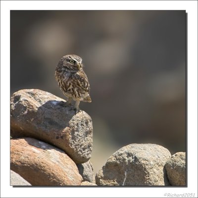 Steenuil - Athene noctua - Little Owl