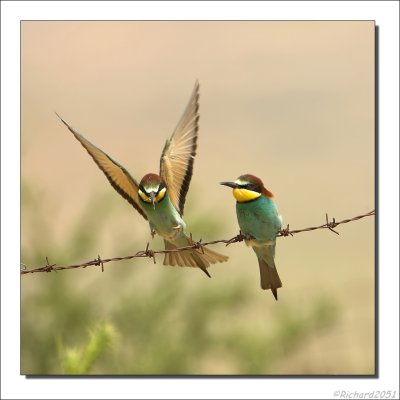 Bijeneter - Merops apiaster - Bee-eater