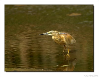 Ralreiger - Ardeola ralloides - Squacco Heron