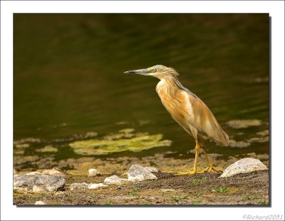 Ralreiger    -    Squacco Heron