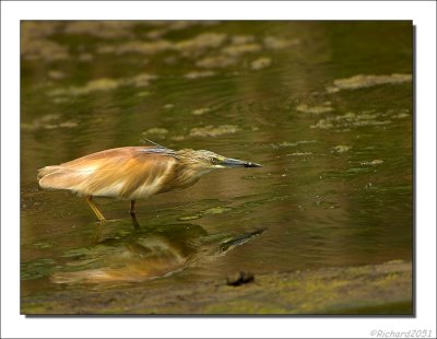 Ralreiger - Ardeola ralloides - Squacco Heron