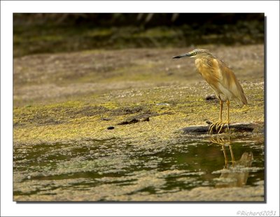 Ralreiger - Ardeola ralloides - Squacco Heron