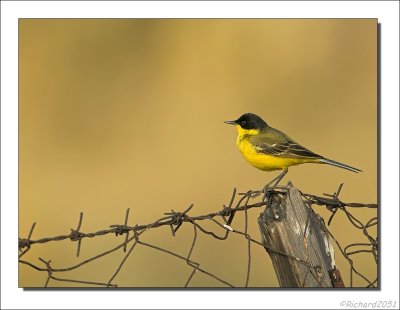 Gele kwikstaart  - Motacilla flava - Blue-headed Wagtail