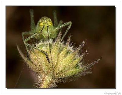 Grote groene sabelsprinkhaan - Tettigonia viridissima - Great green bush cricket