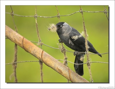 Kauw - Corvus monedula - Jackdaw