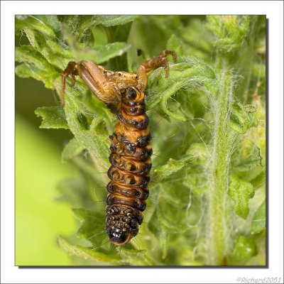 Krabspin Rups    -    Crabspider Caterpillar
