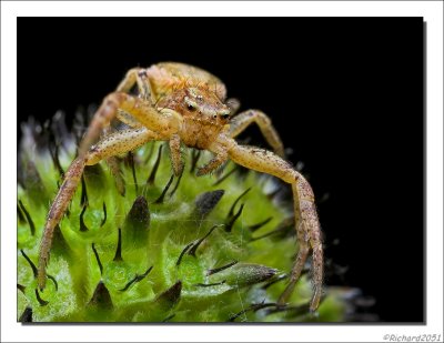 Crab spider - Krabspin - Misumena vatia