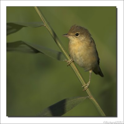 Kleine Karekiet    -    Reed Warbler