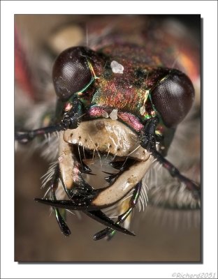 Basterdzandloopkever    -    Tiger beetle