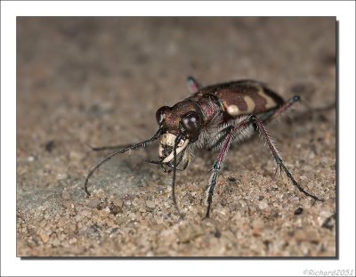 Basterdzandloopkever - Cicindela hybrida - Tiger beetle