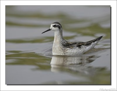 Grauwe Franjepoot    -    Red-Necked Phalarope