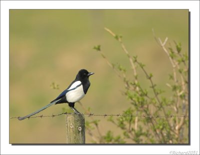 Ekster - Pica pica - Magpie