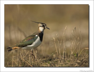 Kievit - Vanellus vanellus - Lapwing