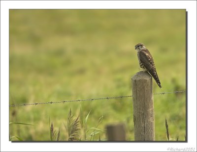 Smelleken - Falco columbarius - Merlin