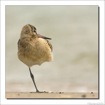 Rosse Grutto - Limosa lapponica  - Bar-tailed Godwit