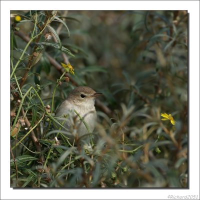 Kleine Spotvogel - Acrocephalus caligatus - Booted Warbler