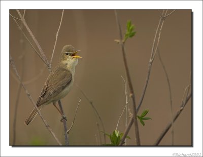Vale Spotvogel    -    Olivaceous Warbler