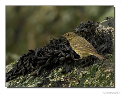Oeverpieper - Anthus petrosus - Rock Pipet