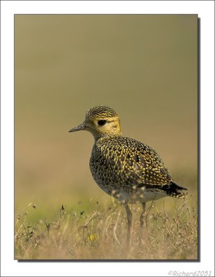 Goudplevier - Pluvialis apricaria - Golden Plover