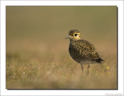 Goudplevier - Pluvialis apricaria - Golden Plover