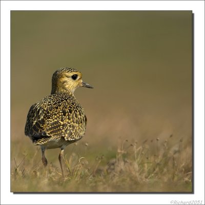 Goudplevier - Pluvialis apricaria - Golden Plover