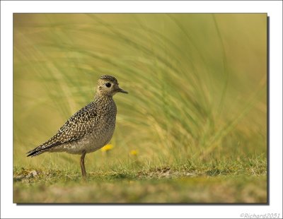 Goudplevier - Pluvialis apricaria - Golden Plover