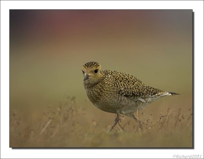 Goudplevier - Pluvialis apricaria - Golden Plover