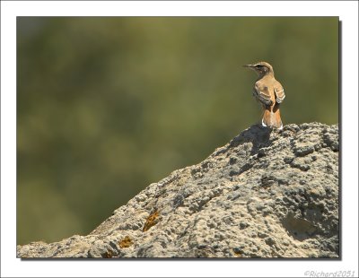Rosse Waaierstaart - Cercotrichas galactotes - Rufous-Tailed Scrub Robin