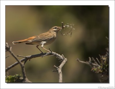 Rosse Waaierstaart    -    Rufous-Tailed Scrub Robin