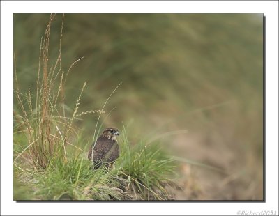 Smelleken - Falco columbarius - Merlin