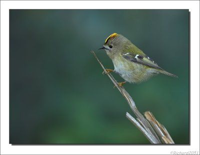 Goudhaan - Regulus regulus - Goldcrest