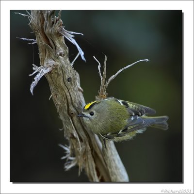 Goudhaan - Regulus regulus - Goldcrest