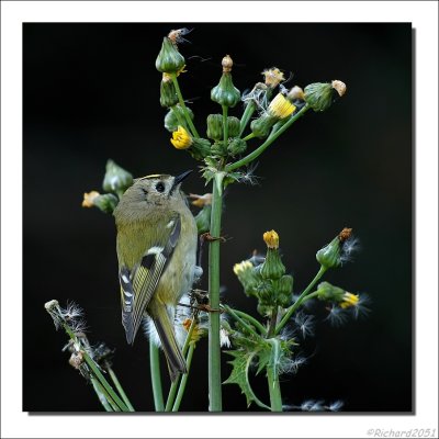 Goudhaan - Regulus regulus - Goldcrest