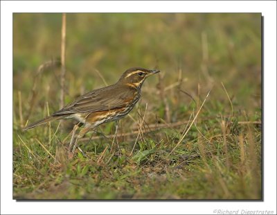 Koperwiek - Turdus iliacus - Redwing