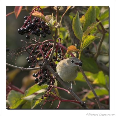 Tuinfluiter - Sylvia borin - Garden Warbler