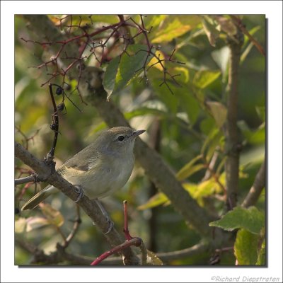 Tuinfluiter - Sylvia borin - Garden Warbler